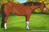 Horse Color:Bay 