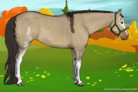 Horse Color:White Spotted Liver Red Dun 