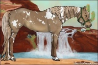 Horse Color:White Spotted Liver Red Dun