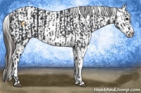 Horse Color:Black  and Black Appaloosa 