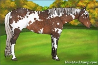 Horse Color:White Spotted Silver Brown