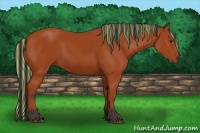 Horse Color:Painted Bay