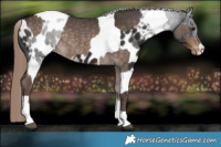 Horse Color:Silver Brown Dun Tobiano  and Liver Chestnut Tobiano Appaloosa 