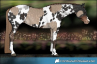 Horse Color:Silver Brown Dun Tobiano  and Liver Chestnut Tobiano Near Leopard 