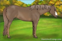 Horse Color:Chocolate Palomino 