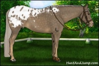 Horse Color:Chocolate Palomino Varnish 