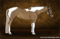 Horse Color:Chocolate Palomino Tobiano 