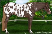 Horse Color:Liver Chestnut Sabino Appaloosa 