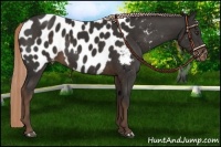 Horse Color:Liver Chestnut Appaloosa