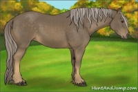 Horse Color:Chocolate Palomino 