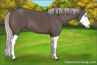 Horse Color:Silver Black Splash