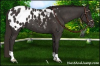 Horse Color:Liver Chestnut Appaloosa