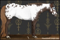 Horse Color:Liver Chestnut Frame Appaloosa 