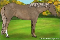 Horse Color:Chocolate Palomino 