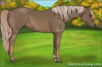 Horse Color:Chocolate Palomino 