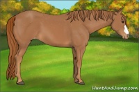 Horse Color:Chestnut Appaloosa 