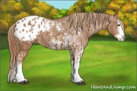 Horse Color:Chestnut Sabino Splash Appaloosa  and Chestnut Sabino Splash Appaloosa 