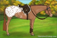 Horse Color:Chestnut Appaloosa 