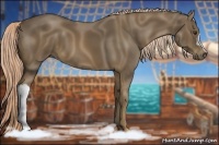 Horse Color:Chocolate Palomino 