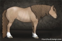 Horse Color:Black Pearl Rabicano