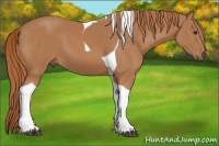 Horse Color:Chestnut Tobiano