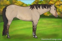 Horse Color:Red Dun Sabino and Bay Dun Sabino