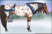 Horse Color:Bay Appaloosa 