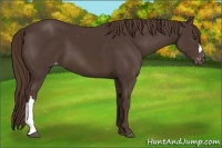 Horse Color:Liver Chestnut Varnish 