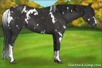 Horse Color:White Spotted Liver Chestnut Varnish 