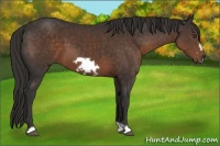 Horse Color:Liver Chestnut Frame 