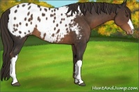 Horse Color:Liver Chestnut Appaloosa