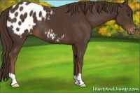 Horse Color:Liver Chestnut Appaloosa 
