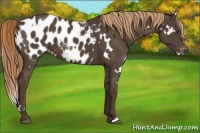 Horse Color:White Spotted Liver Chestnut Near Leopard