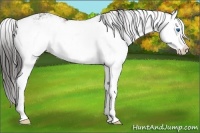Horse Color:Liver Chestnut Sabino Splash
