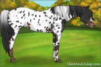 Horse Color:White Spotted Liver Chestnut Appaloosa