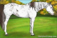 Horse Color:Liver Chestnut Sabino 