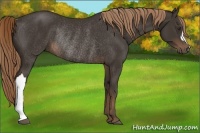 Horse Color:Liver Chestnut Rabicano 