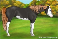 Horse Color:Liver Chestnut Splash 