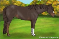 Horse Color:Liver Chestnut 