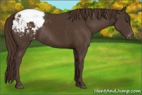 Horse Color:Liver Chestnut Snowcap Rabicano 