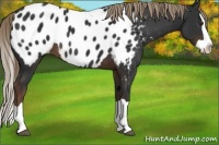 Horse Color:Liver Chestnut Splash Appaloosa 