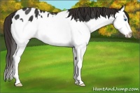 Horse Color:Liver Chestnut Splash Appaloosa 