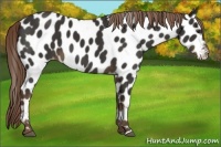 Horse Color:Liver Chestnut Appaloosa 