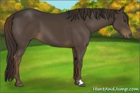 Horse Color:Liver Chestnut 