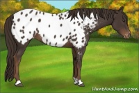 Horse Color:Liver Chestnut Appaloosa 