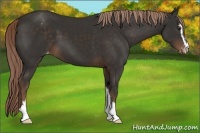 Horse Color:Liver Chestnut Sabino Appaloosa 