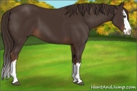 Horse Color:Liver Chestnut Sabino Splash