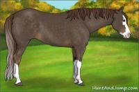 Horse Color:Liver Chestnut Sabino Splash 