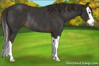 Horse Color:Liver Chestnut Sabino Splash Rabicano 