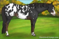 Horse Color:Liver Chestnut Sabino Frame Appaloosa 